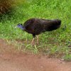 Phattalung Wildlife Research Centre