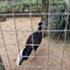 Phattalung Wildlife Research Centre