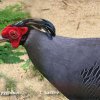 Phattalung Wildlife Research Centre