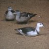 Phattalung Wildlife Research Centre