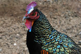 thumb_junglefowl