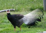 brunorefasan