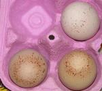 cabotegg.jpg