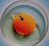 embryo