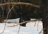 IMG_6669_Tiuren