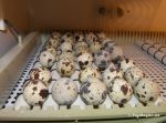 eurovaktel.egg