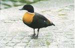 praktrustand.jpg