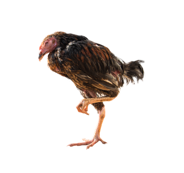 Foto: Isarapic | Shutterstock
